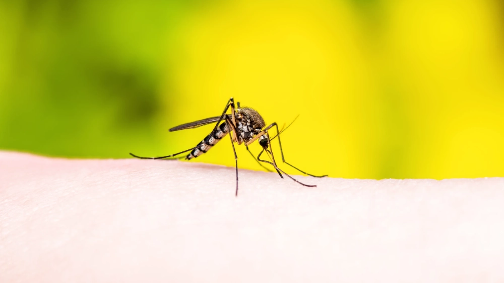 Mosquito Control