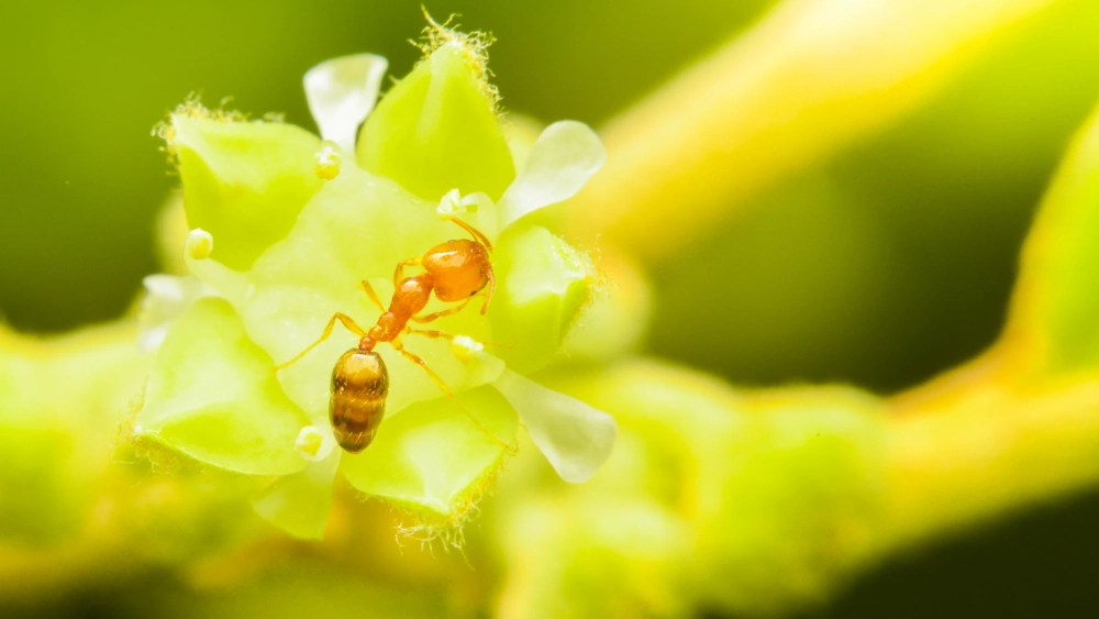 How to get rid of ants