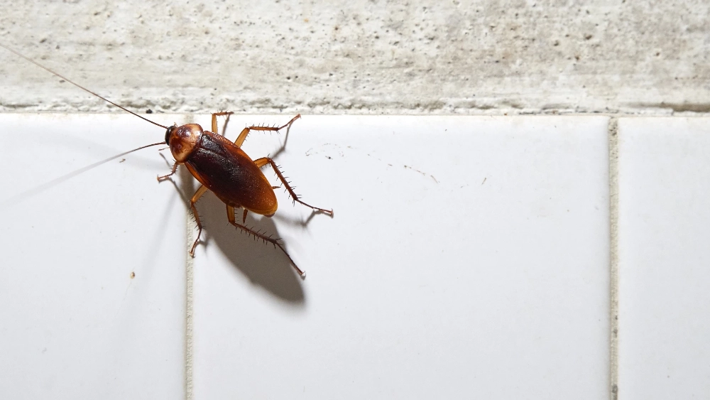 American cockroach