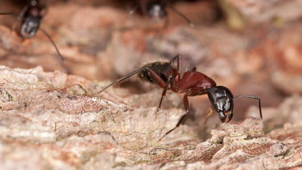 Carpenter ant