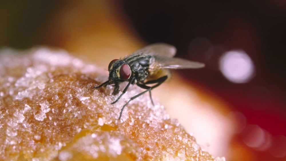 House fly