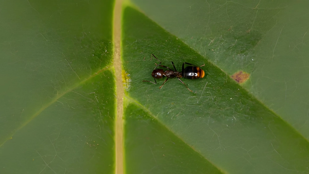Odorous house ant