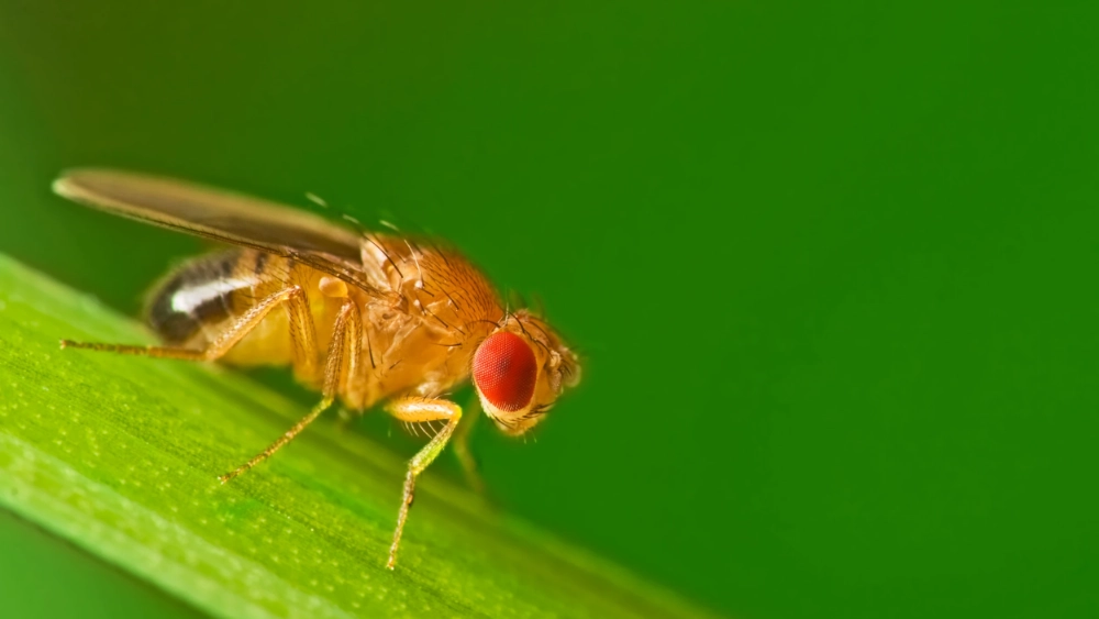 Fruit fly
