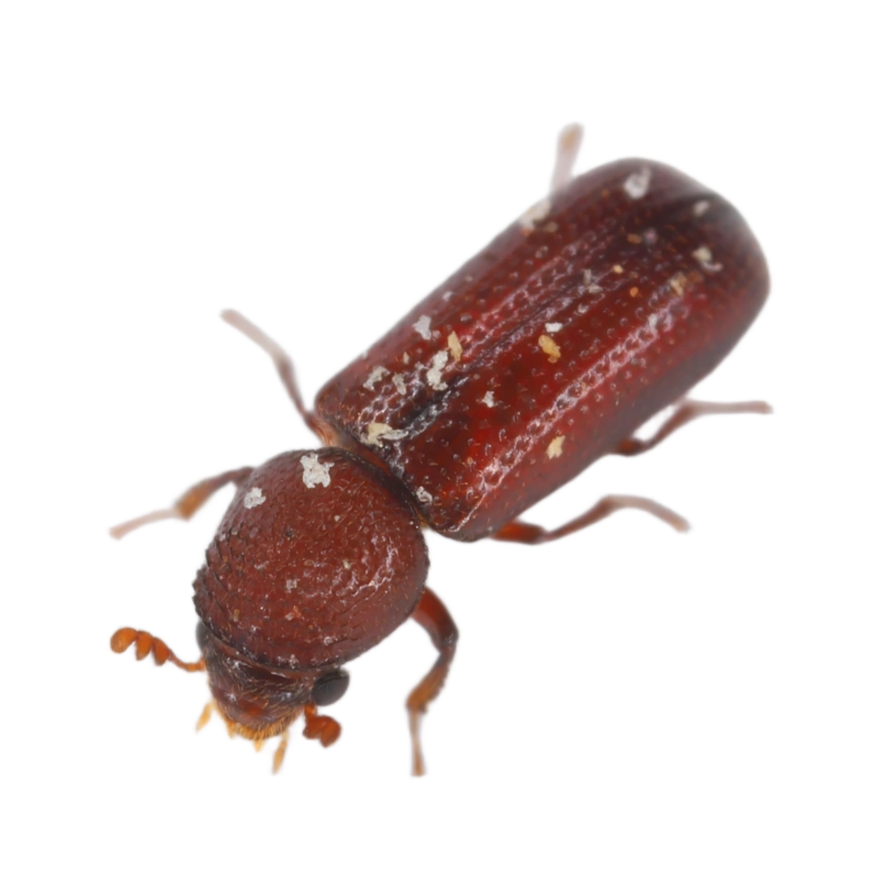 Lesser Grain Beetle