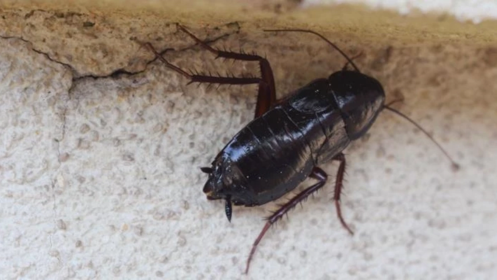 Oriental cockroach