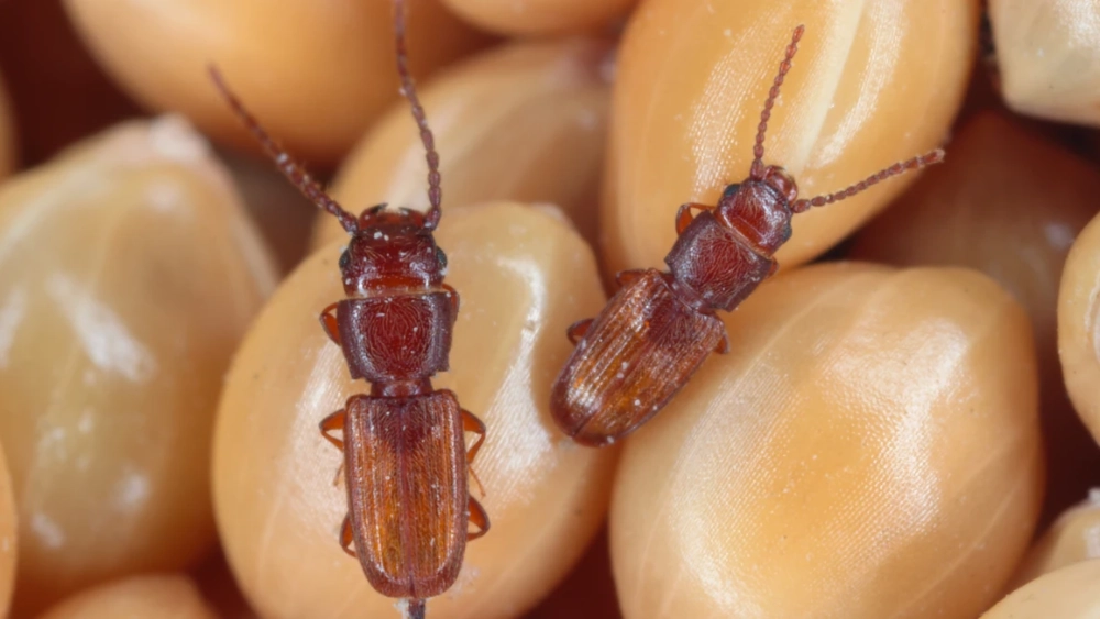 Rusty grain beetle