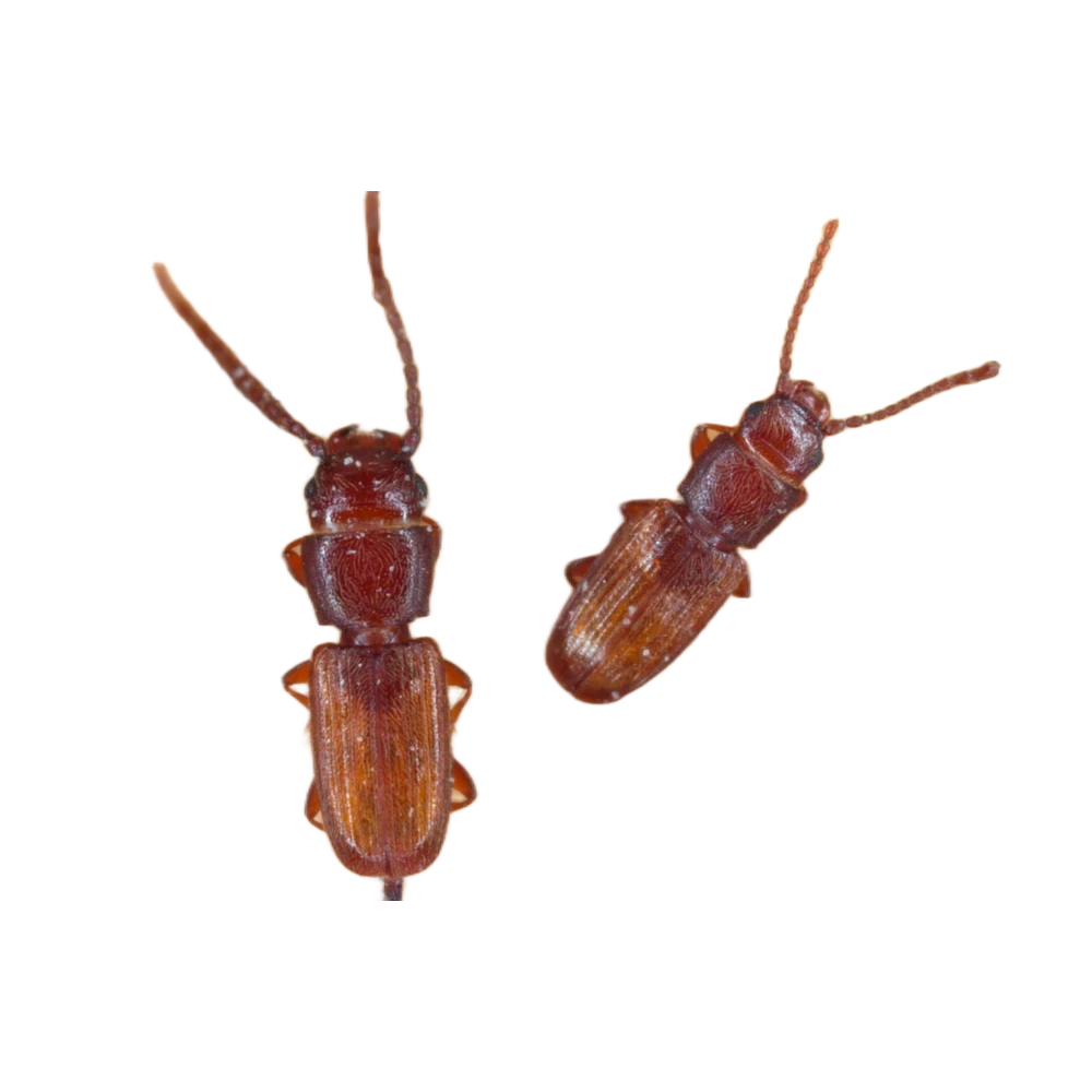 Flour beetle
