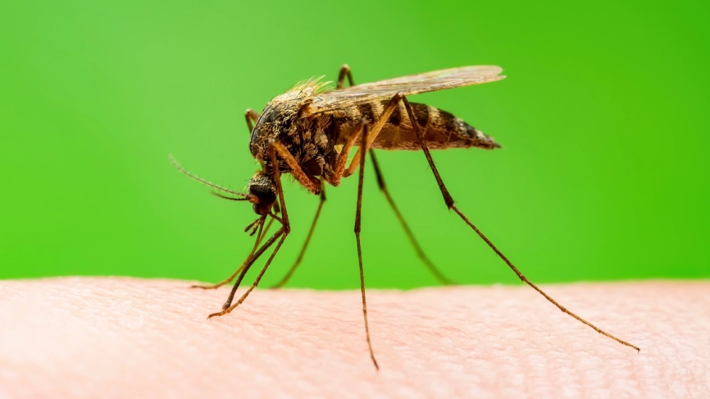 Anopheles mosquito