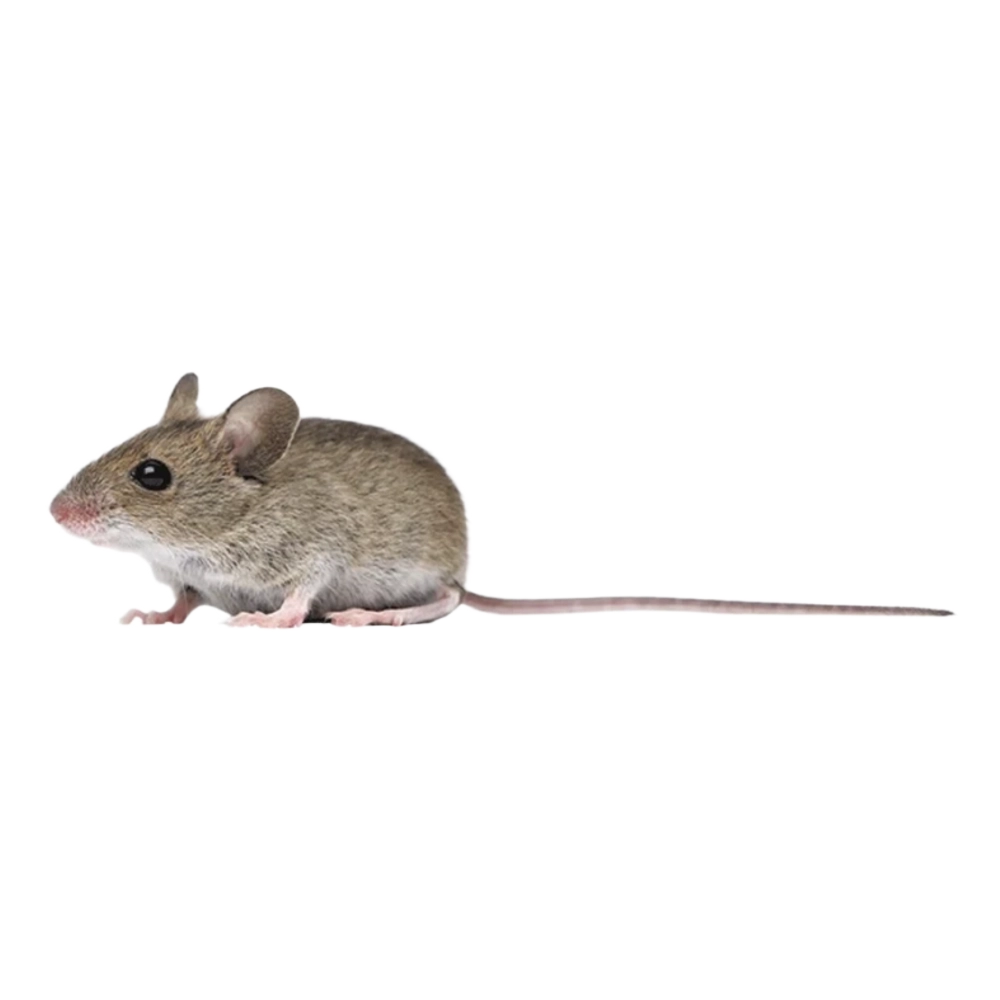 House Mouse