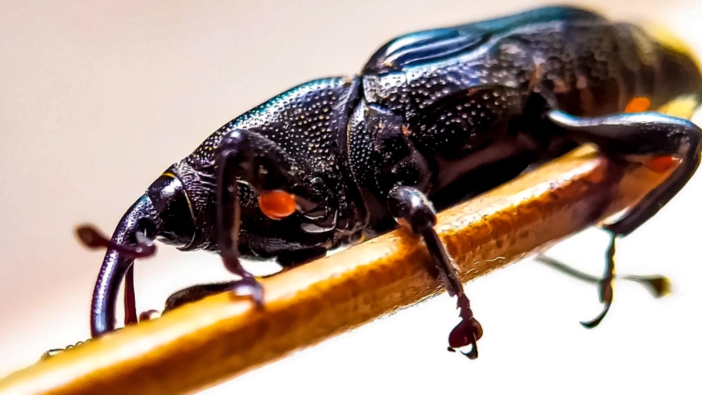 Granary weevil