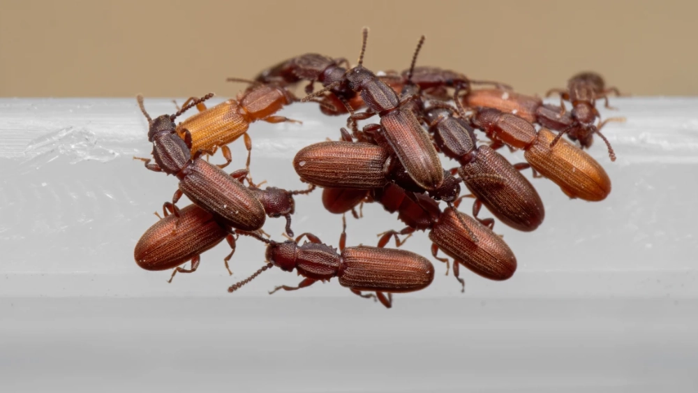 Saw toothed grain beetle