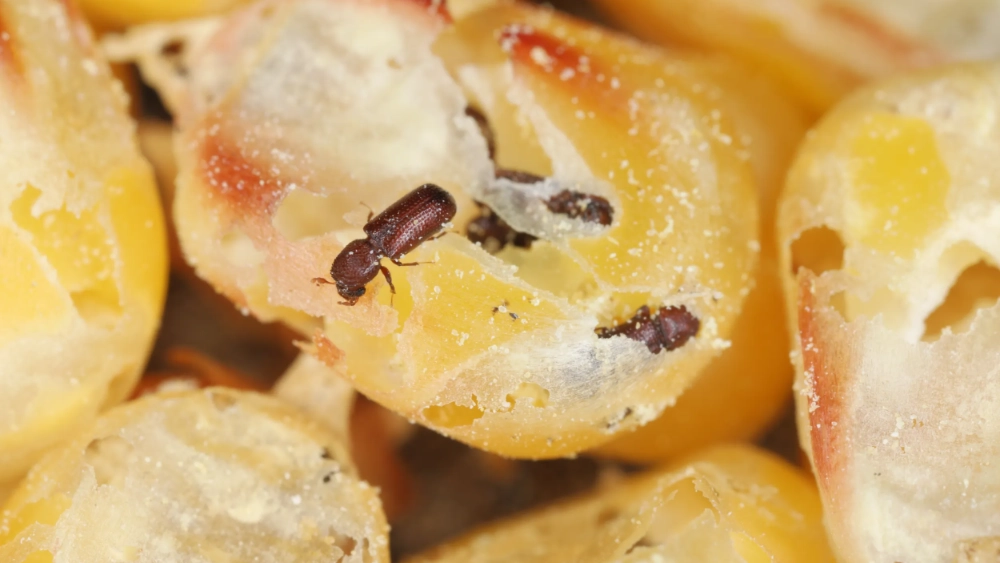Lesser grain borer