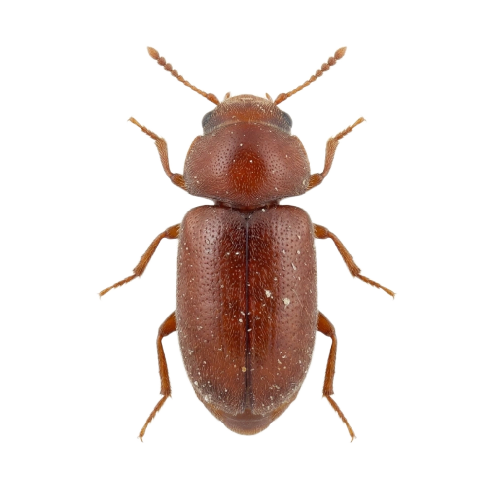 Cigarette Beetle