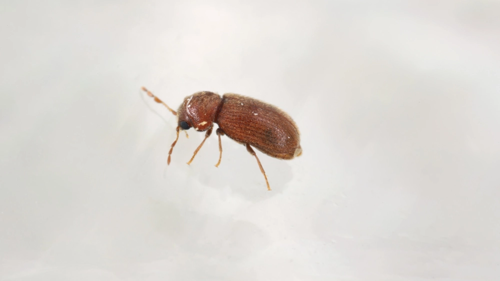 Drugstore beetle/Biscuit beetle
