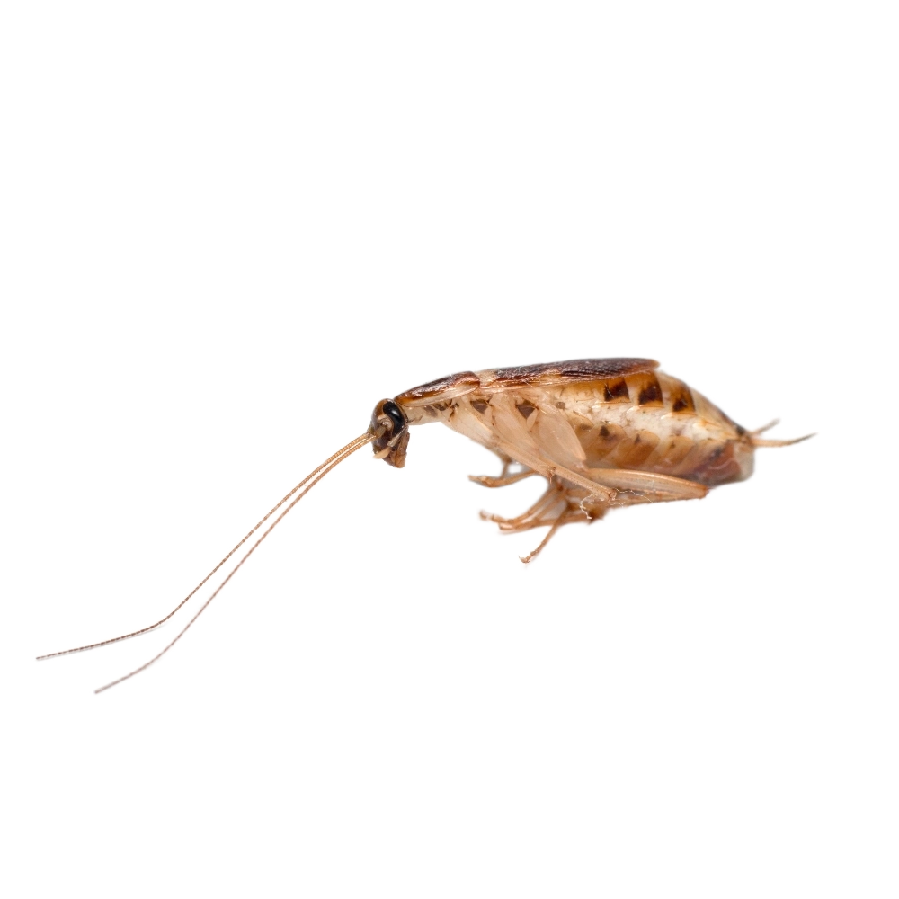 Brown Banded Cockroach