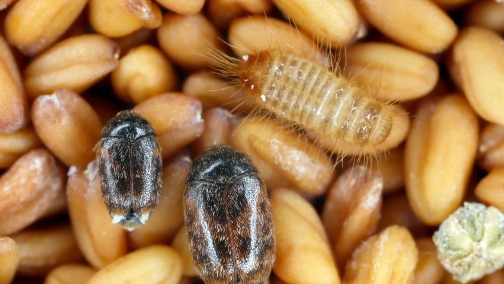 Khapra beetle