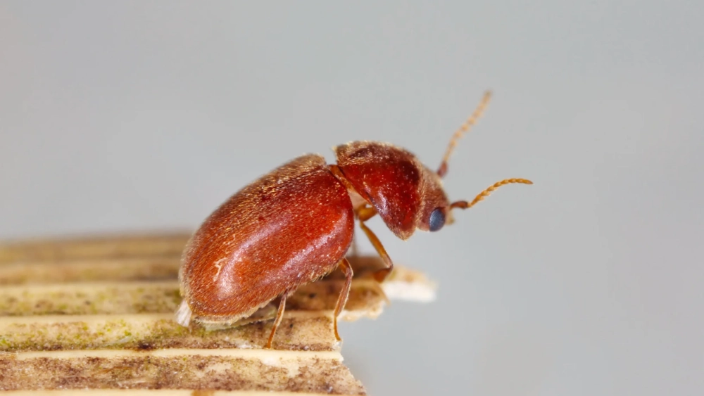 Cigarette beetle