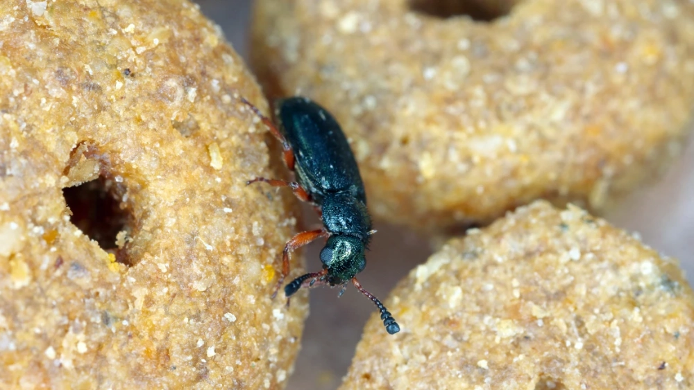 Copra beetle/Red legged ham beetle