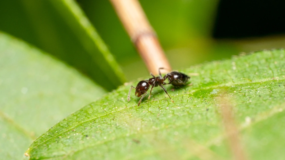 Black house ant