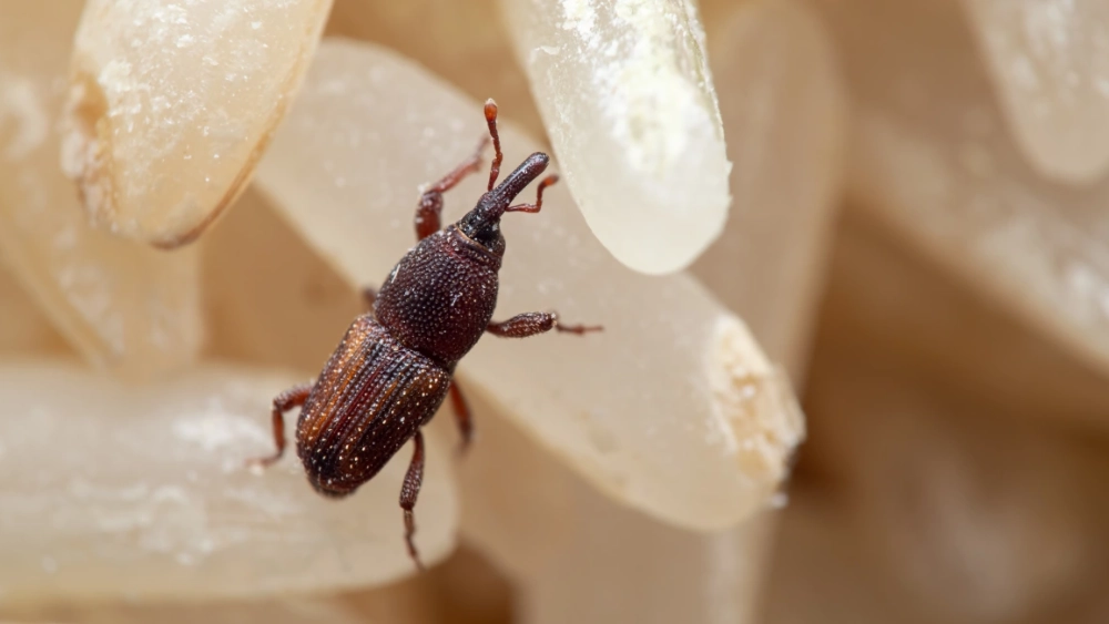 Rice weevil